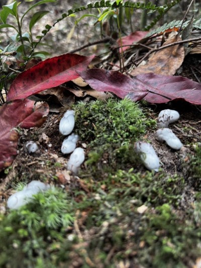 大雪山國家森林遊樂區宛如魔法公主小精靈般的水晶蘭